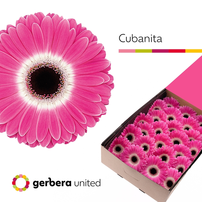 <h4>Gerbera Cubanita Doos</h4>