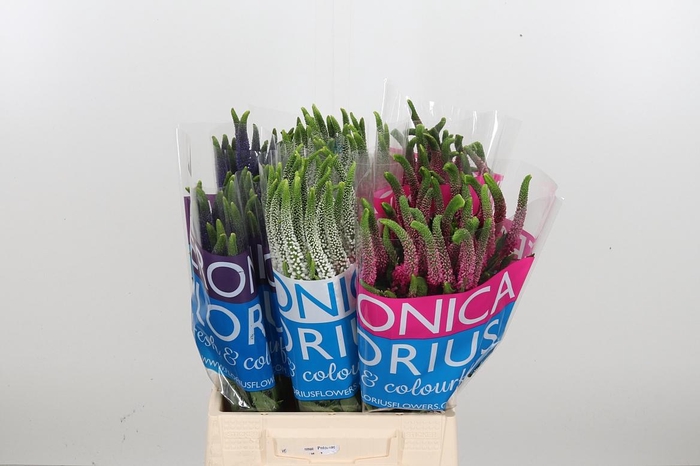 <h4>Veron Smart Gem</h4>