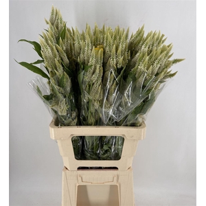 CELOSIA CELWAY WHITE