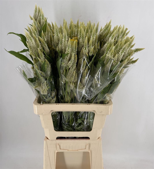 <h4>CELOSIA CELWAY WHITE</h4>