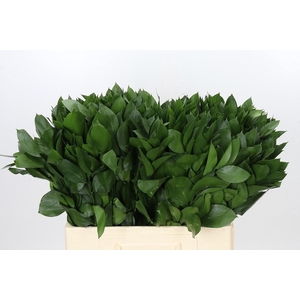 RUSCUS HYPOPHYLLUM