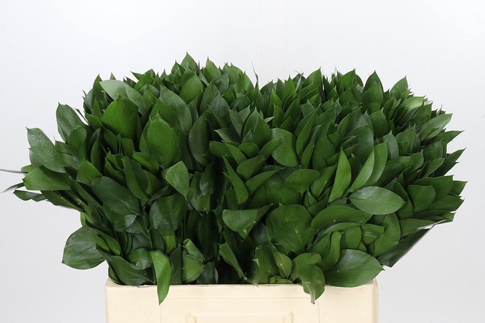 <h4>RUSCUS HYPOPHYLLUM</h4>