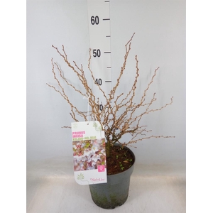 Prunus incisa 'Kojou-no-mai'