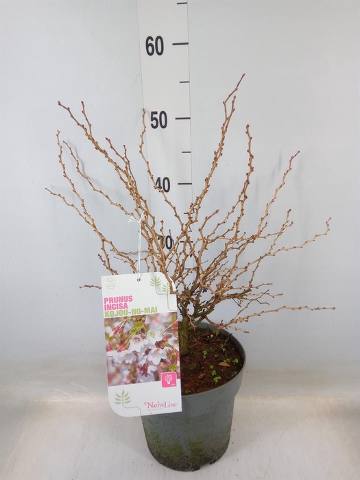 <h4>Prunus incisa 'Kojou-no-mai'</h4>