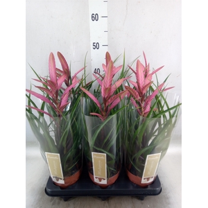 Tillandsia