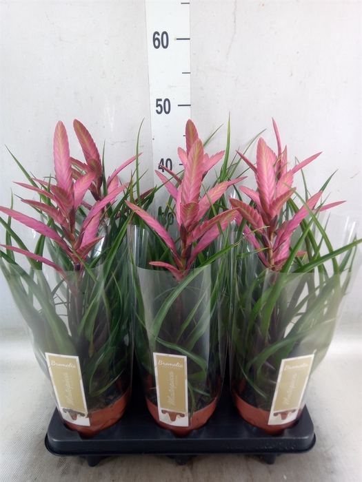 <h4>Tillandsia</h4>