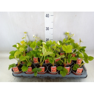 Fragaria ananassa 'Elsanta'