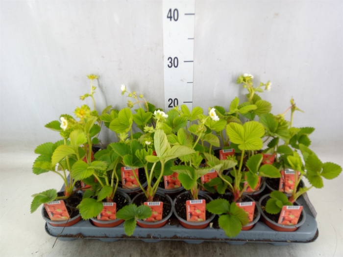 <h4>Fragaria ananassa 'Elsanta'</h4>