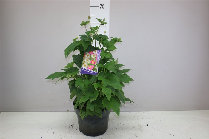 <h4>Anemone Hy Honorine Jobert White</h4>