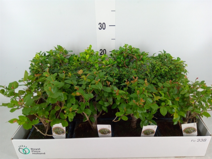 <h4>Bonsai   ...mix</h4>