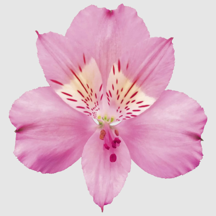 <h4>ALSTR LIGHT PINK Much</h4>