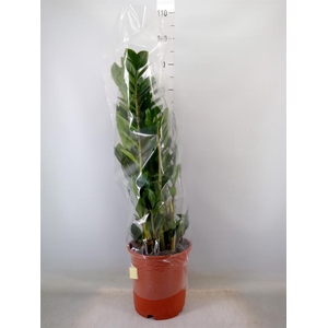Zamioculcas zamiifolia