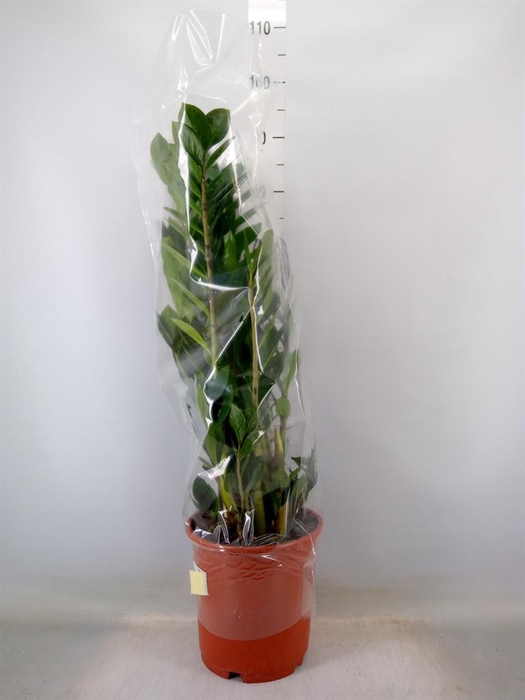 <h4>Zamioculcas zamiifolia</h4>