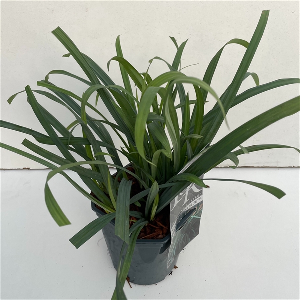 <h4>Carex 'Bunny Blue'</h4>