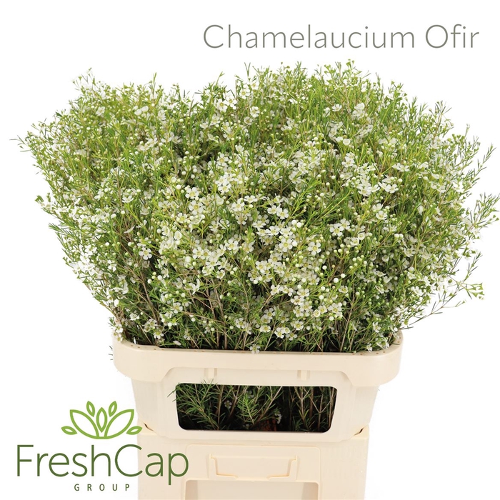 <h4>Chamelaucium Ofir</h4>