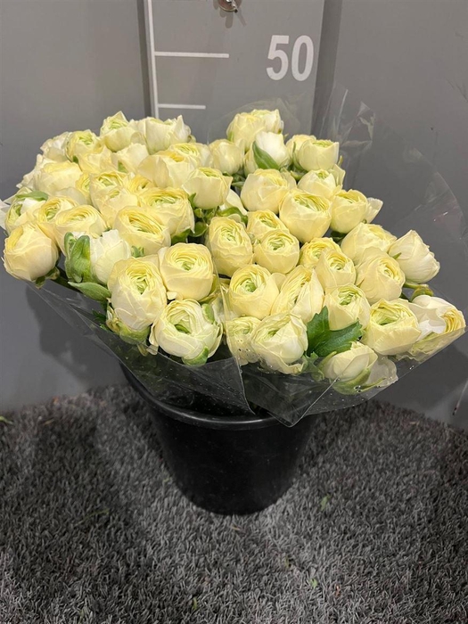 <h4>Ran Succes Cream</h4>