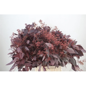 Euca Populus Berry 300gr Abs Red P Bunch