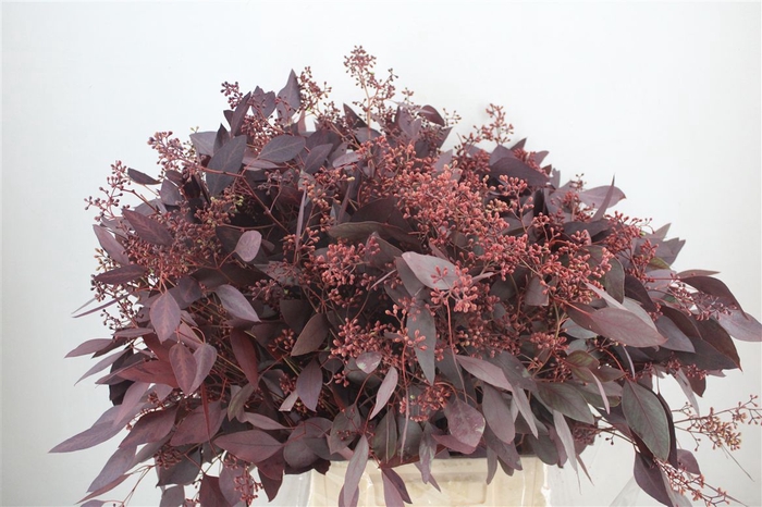 <h4>Euca Populus Berry 300gr Abs Red P Bunch</h4>