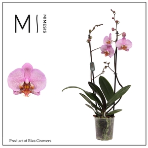 Phalaenopsis Formation 2 spike - 12cm | Mimesis
