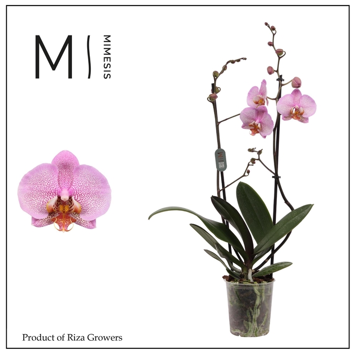 <h4>Phalaenopsis Formation 2 spike - 12cm | Mimesis</h4>