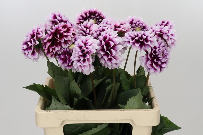 Dahlia Mystery Day