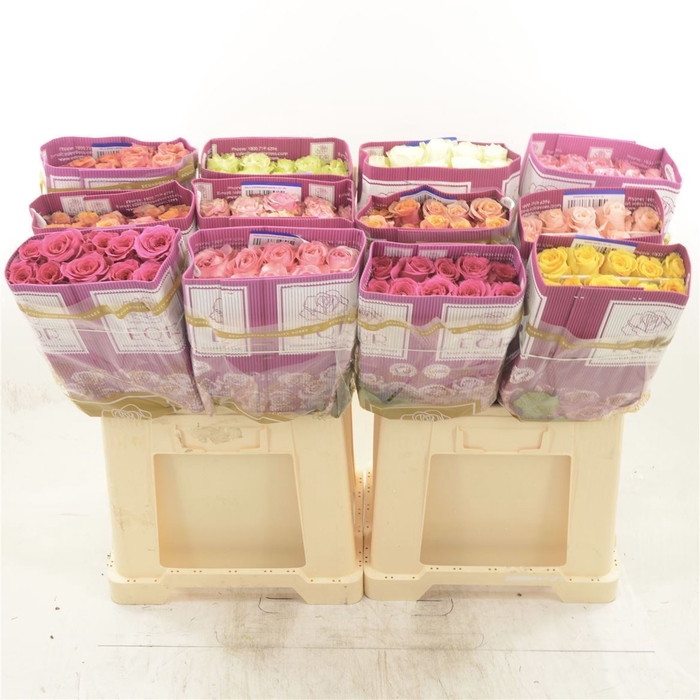 <h4>Rosa gr Mix (bunch X10)</h4>