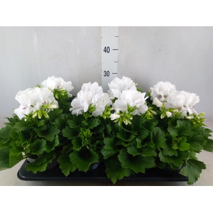 Pelargonium gran.   ...