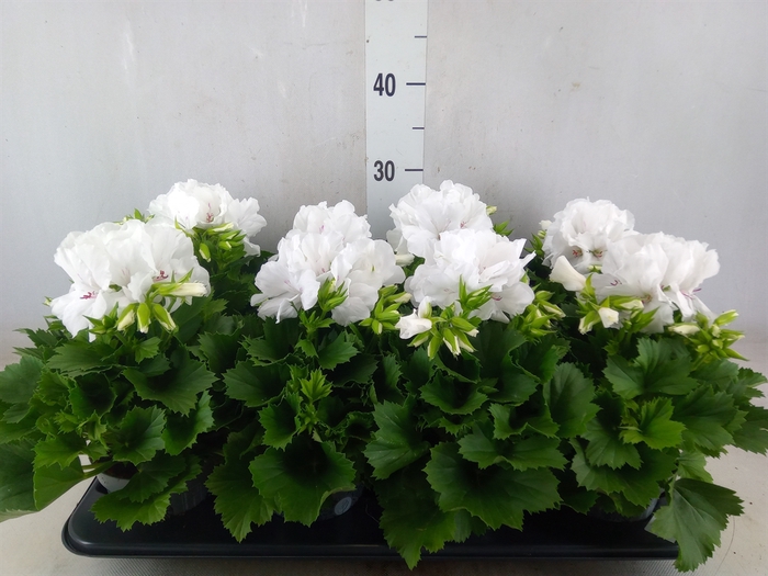 <h4>Pelargonium gran.   ...</h4>