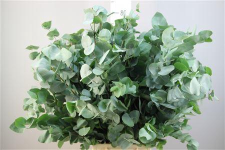 <h4>EUCA CINEREA 300GR Z A</h4>