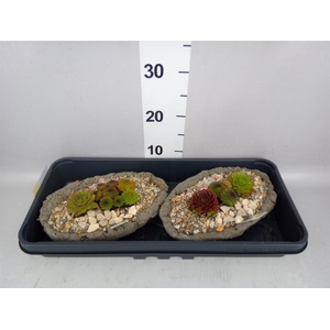 Arr.  Sempervivum L%