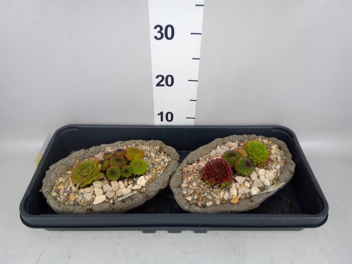 <h4>Arr.  Sempervivum L%</h4>