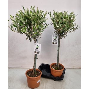 OLEA EUROPAEA