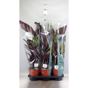 Calathea majestica 'Whitestar'