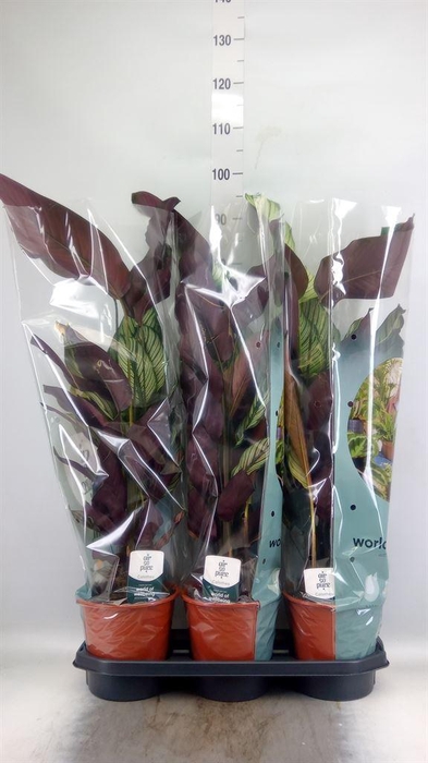 <h4>Calathea majestica 'Whitestar'</h4>