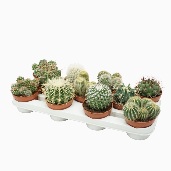 <h4>Cactus Gemengd Bol</h4>