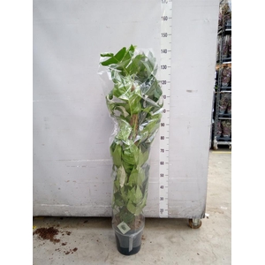 Epipremnum pinn. 'Albo Variegata'