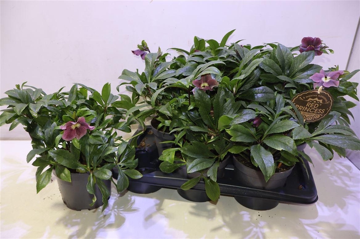 <h4>Hell Viv Victoria</h4>