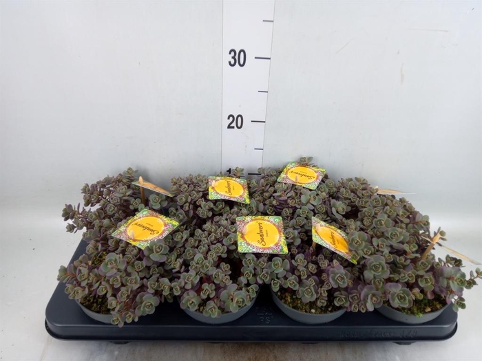 <h4>Sedum   ...</h4>
