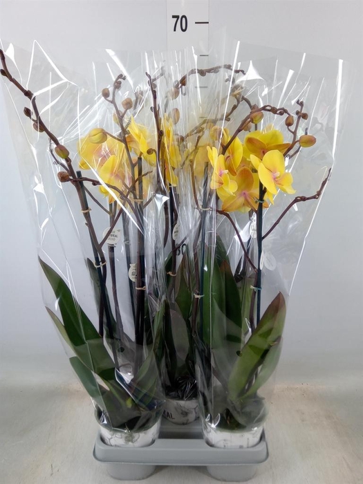 <h4>Phalaenopsis  'Manta Palau'</h4>