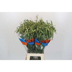 Chasmanthium latifolium 'Mantis'