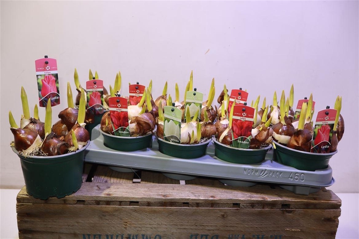 <h4>Tul Gem 3 Kleuren</h4>