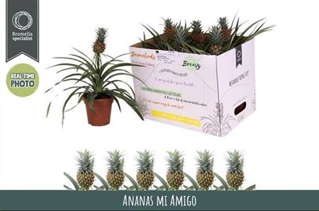 <h4>Ananas Mi Amigo</h4>