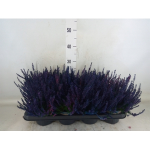 Calluna vulg.   ...