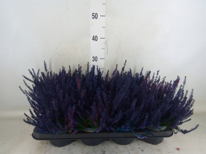 <h4>Calluna vulg.   ...</h4>