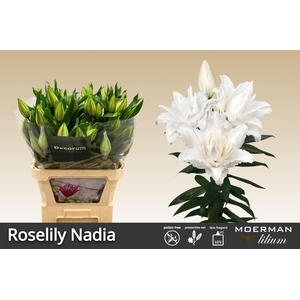 LI OR DU RL NADIA