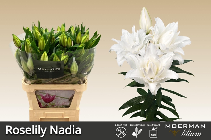 <h4>LI OR DU RL NADIA</h4>