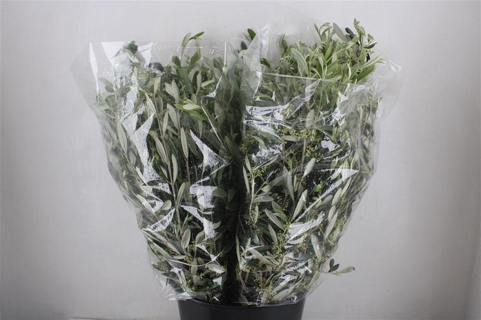 <h4>Olijf 200gr P Bunch</h4>