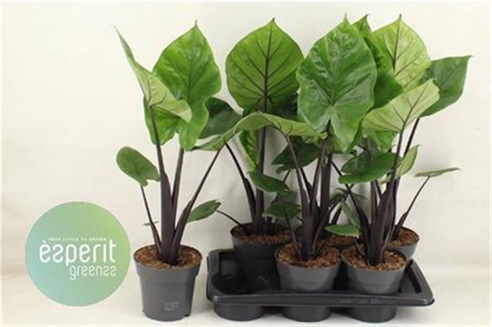 <h4>Alocasia Black Cobra</h4>
