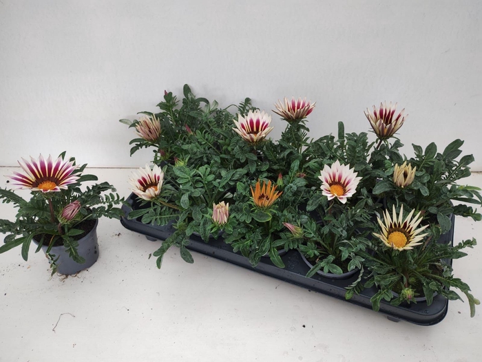 <h4>GAZ KISS WHITE</h4>