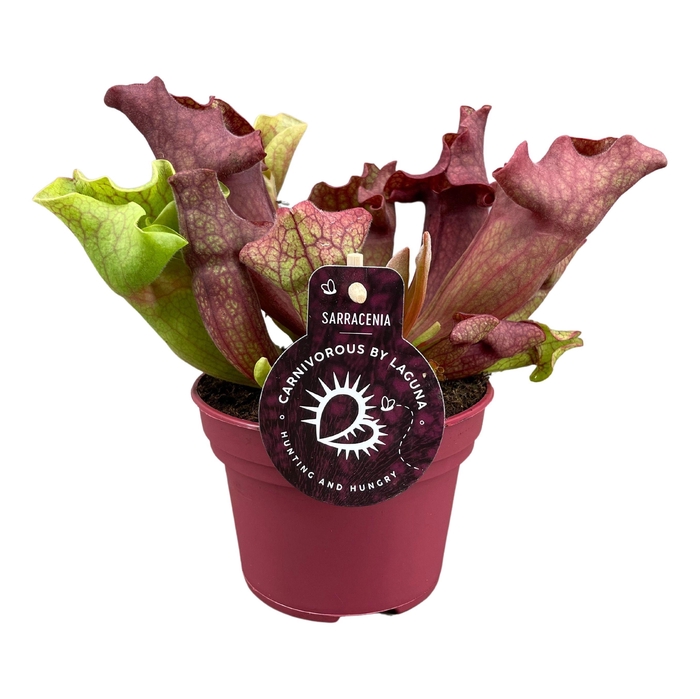 <h4>SARRACENIA OV</h4>